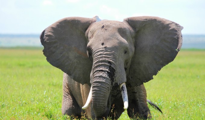 Amboseli National Park