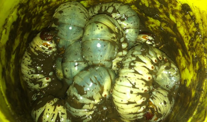 Delicious maggots