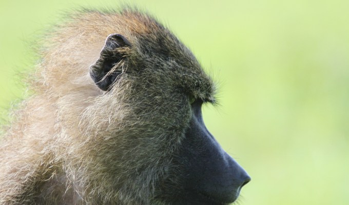 Olive baboons