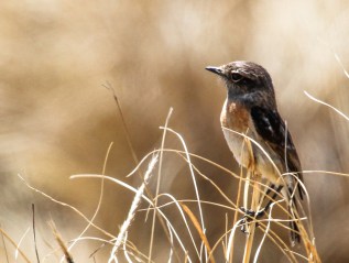 Saxicola microsatellites