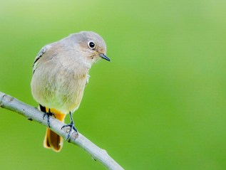 Territoriality & hormones