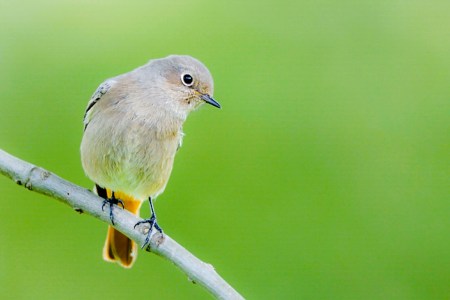 Black redstart02