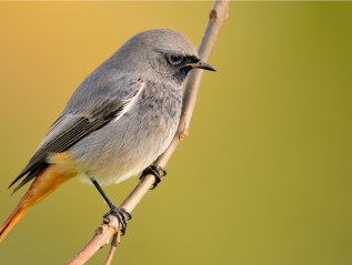 Life-history & hormones