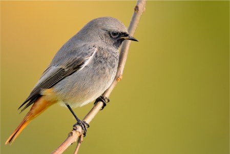 Black redstart
