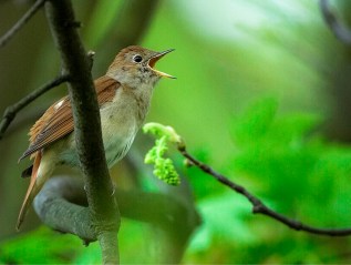 Song in a social&nbsp;context